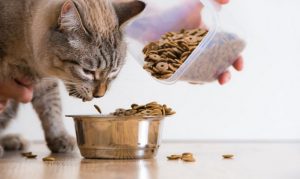 Rachael Ray Cat Food Review to Consider