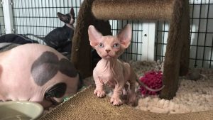 Sphynx Cat Cost and How to Get a Real One