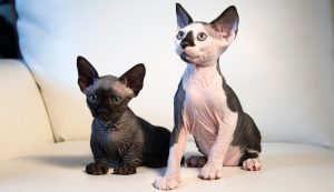 Top Reasons to Find Sphynx Cat for Sale Ohio