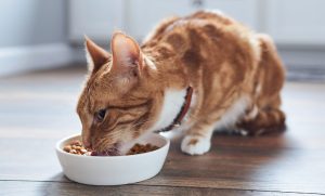 What You Have to Know about Semi Moist Cat Food