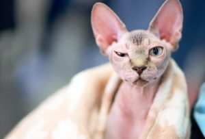 What to Consider before Signing up for Sphynx Cat Rescue