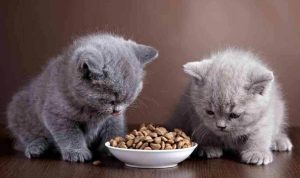 What to Look Into Nulo Cat Food Reviews