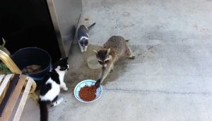 raccoon stealing cat food