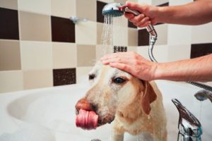 Benzoyl Peroxide Shampoo for Dogs and Things You Should Know about It