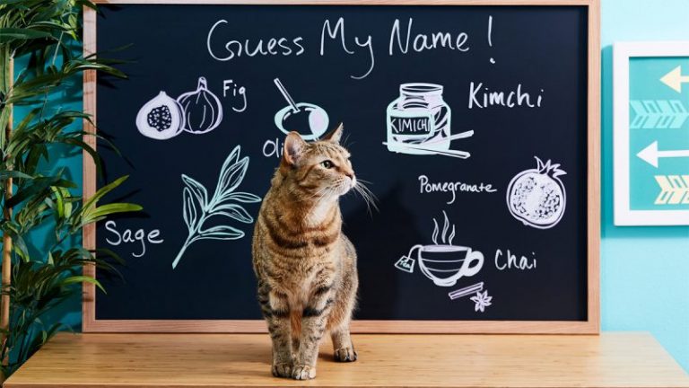 Good Food Names For Cats