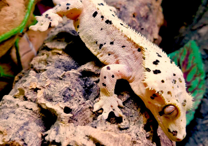 Getting to Know about Crested Gecko Breeders