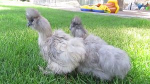 Interesting Facts about Blue Silkie Chicken that You Might Not Know