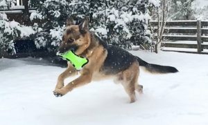 Kevlar Dog Toys for Destructive Chewers