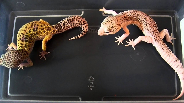 The Reasons Why You Should Go to Leopard Gecko Breeders