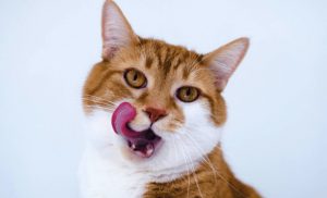 What Cat Food Advisor Helps to Find The Best Cat Foods