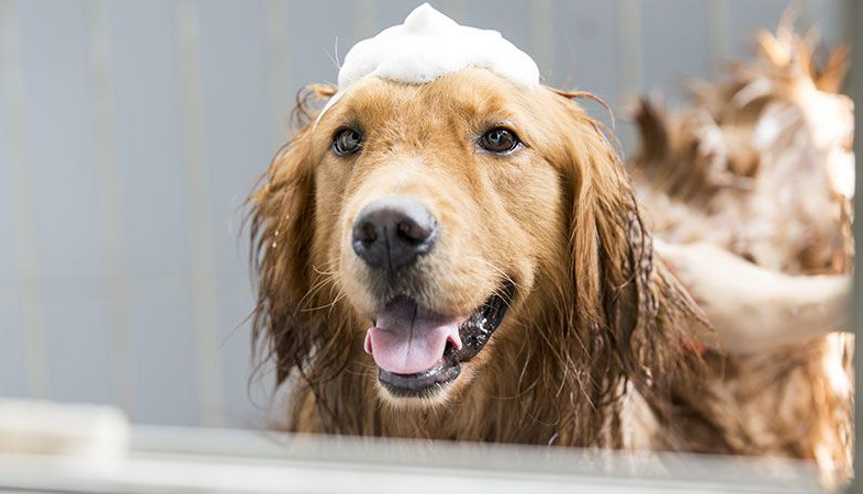 Which Antifungal Dog Shampoo to Pick for Your Dog