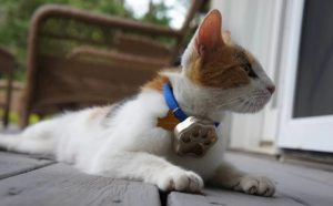 GPS microchip for cats