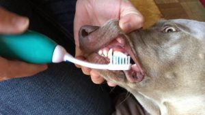 Removing plaque from dogs teeth