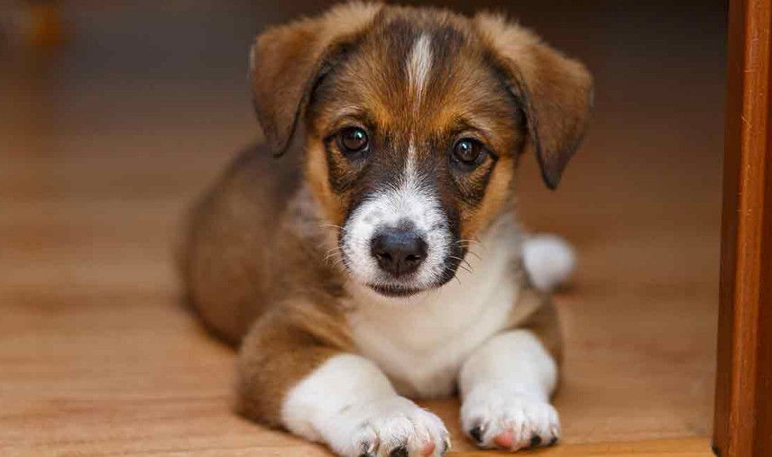 deworming side effects in puppies