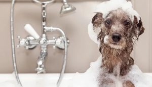 doghaus pet shampoo