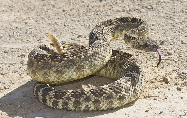 rattlesnake vaccine for humans