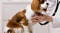 DA2PPV Vaccine for Dogs