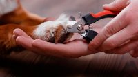 Quickfinder Dog Nail Clippers to Easily and Safely Cut Your Dogs’ Nails