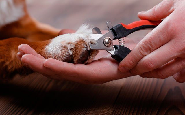 Quickfinder Dog Nail Clippers to Easily and Safely Cut Your Dogs’ Nails