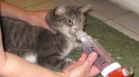 Cat Asthma Inhaler, a Must-have Device for Cat Asthma Patients