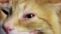 Cat Sneezing and Watery Eyes Cause, Remedy and Preventions