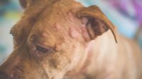 Dog Allergic Reaction Bumps, Symptoms and How to Treat it