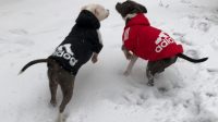 Dog Hoodies for Pitbulls 5 Amazon Recommendations of Dog's Apparel