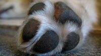 Dog Itchy Paws Home Remedy Using Safe and Natural Ingredients