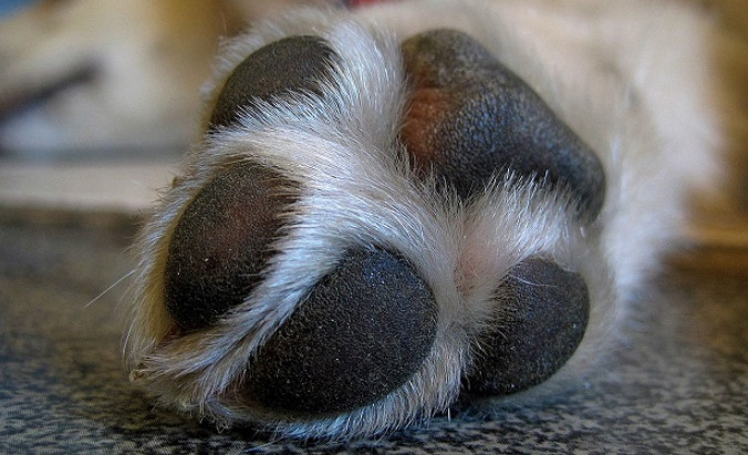 Dog Itchy Paws Home Remedy Using Safe and Natural Ingredients