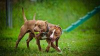 Dog Toys for Extreme Chewers, Smartly Designed to be Long-lasting