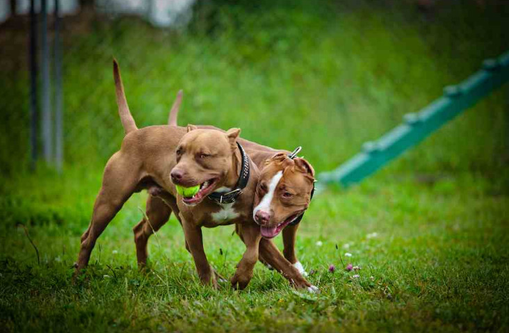 Dog Toys for Extreme Chewers, Smartly Designed to be Long-lasting