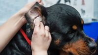 Dog ear infection home remedy peroxide