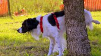 Enzyme Cleaners for Dog Urine, the Must-Try Products to Stop the Stink