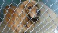 Falkenburg Animal Shelter Options Every Pet Lover Needs to Know