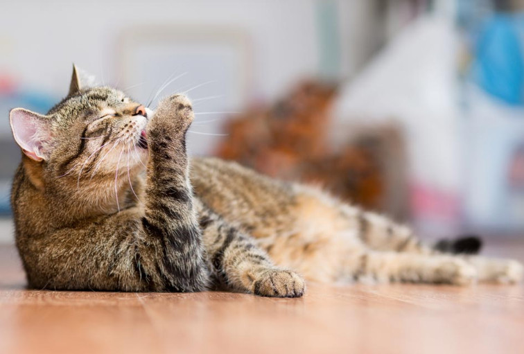 Hairballs in Cats Home Remedy in Three Different Methods