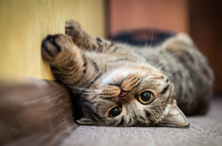 Home Remedies for Cat Seizures and the Methods to Implement Them