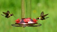 Hummingbird Feeder Ratio to Attract the Birds to Your Yard