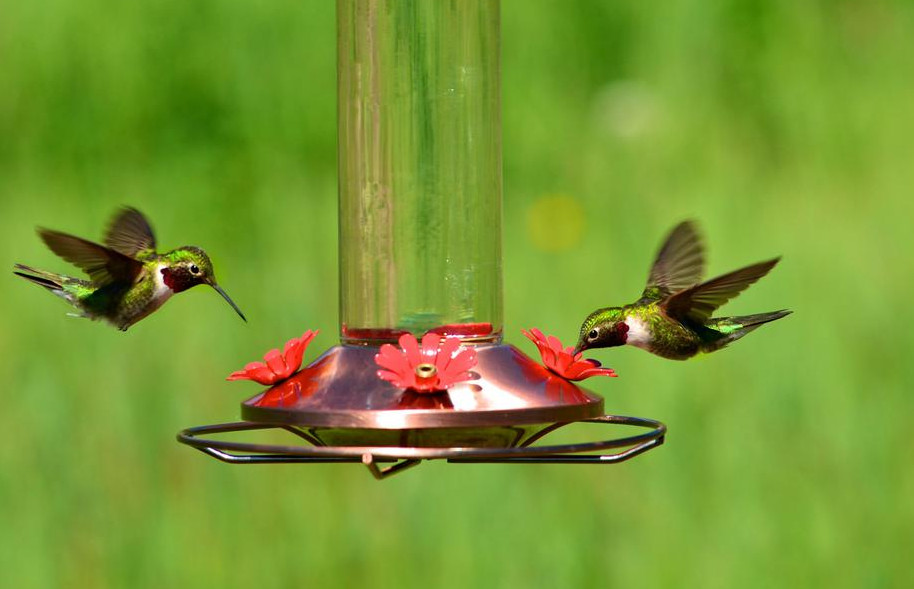 Hummingbird Feeder Ratio to Attract the Birds to Your Yard