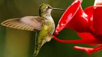 Hummingbird sugar water ratio