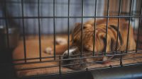 Indestructible Dog Crate Pads Usage and Benefits for Dog Owners