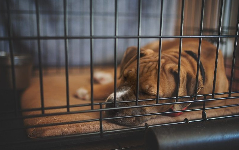 Indestructible Dog Crate Pads Usage and Benefits for Dog Owners