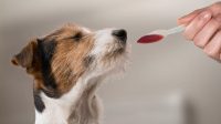 Kaopectate for Dogs, How to Give it to Your Pets Appropriately and Safely