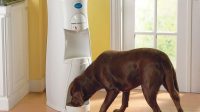 Large Dog Water Dispenser to Provide Better Hydration for Your Pet