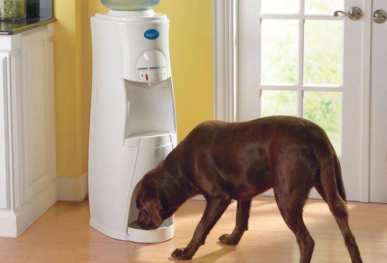 large-dog-water-dispenser-to-provide-better-hydration-for-your-pet