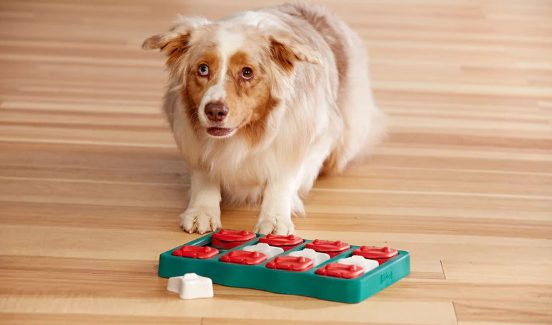 Mentally Stimulating Dog Toys Every Owner Has to Buy Today