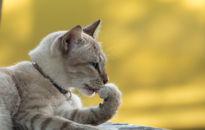 Natural Hairball Remedy for Cats to Improve Cat Digestive Health