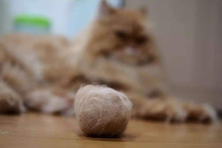 Notice Cat Hairball Stuck Symptoms and How to Prevent It