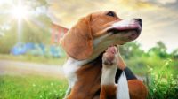 Safest Oral Flea Treatment for Dogs