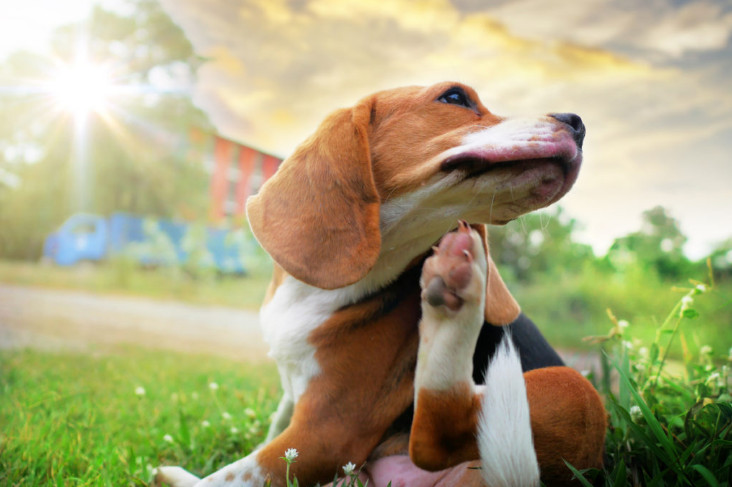 Safest Oral Flea Treatment for Dogs