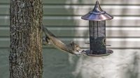 Squirrel Deterrent Bird Feeder Options to Prevent Them from Eating the Bird Food